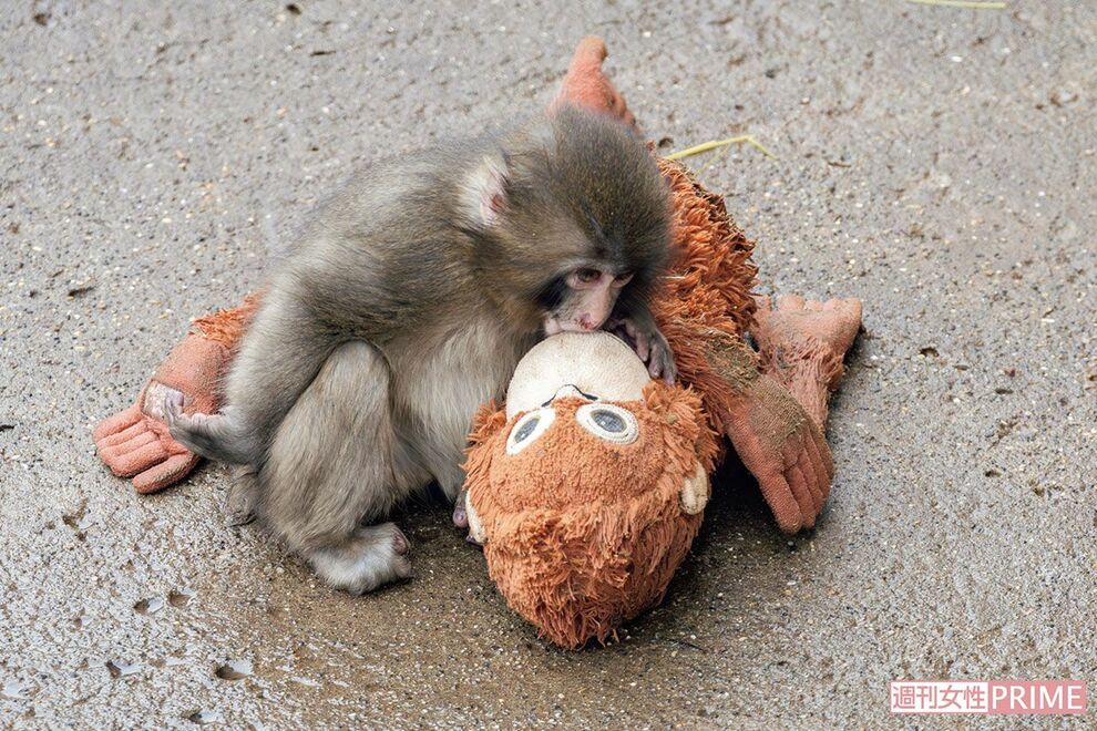 《市川市動植物園》パンチ君、サル山再開で見せた成長ぶりに「すっかりお兄ちゃん」海外からもファン殺到、…