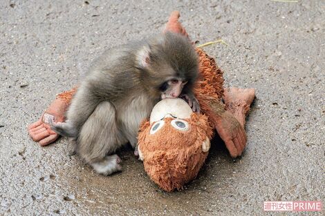 《市川市動植物園》パンチ君、サル山再開で見せた成長ぶりに「すっかりお兄ちゃん」海外からもファン殺到、衰えぬ人気の背景