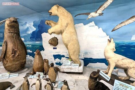 《岡山県・つやま自然のふしぎ館》「こんな田舎に作っても誰も来ない」と言われて60年…剥製800点の私設博物館を救った“ファンとの絆”