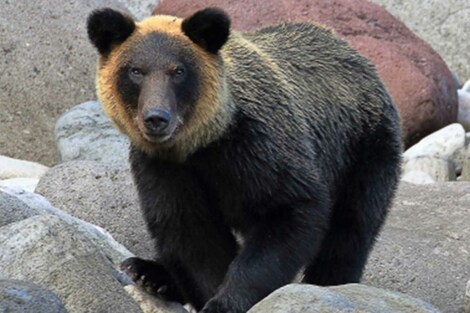 《東京・奥多摩》クマ被害か、上半身がない遺体発見「危機感を持って欲しい」全国で被害続出の事態に国の“対策“は