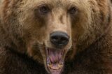 《クマ問題》被害続出の中「生存者」が開発した“撃退用ポール”爆売れ、「母熊が…