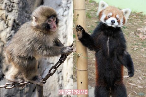 後輩赤ちゃん誕生でパンチくんが“お兄ちゃん”に!立つレッサーパンダの風太くんも健在「人間なら100歳」