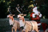 【知って楽しい雑学】サンタのトナカイは、どうして“真っ赤なお鼻”? ヨーロッパではなくアメリカが起源