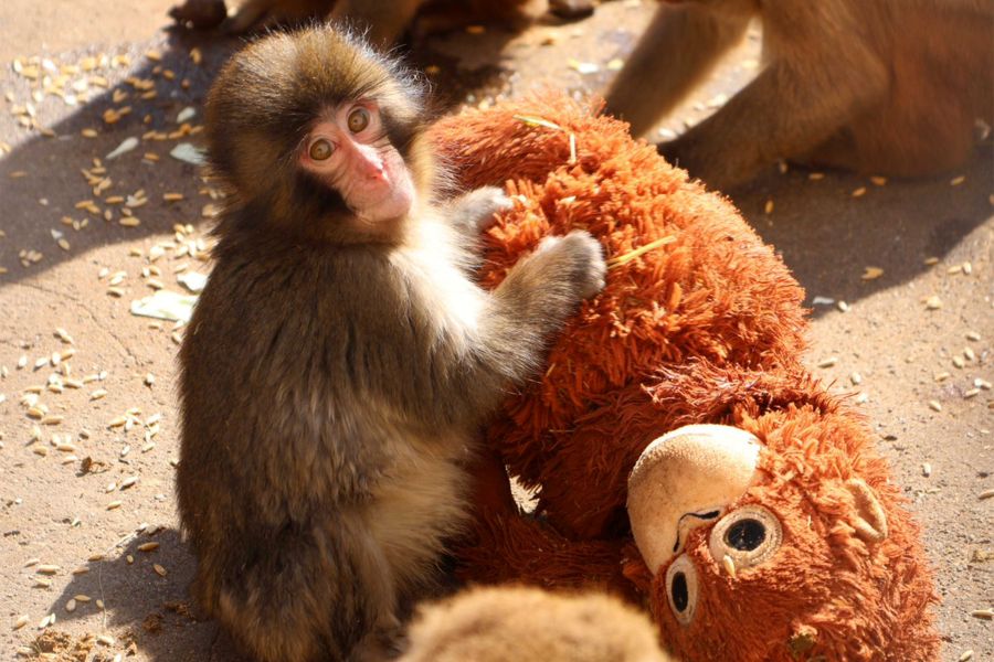 市川市動植物園「パンチくん」クロックスが“非公認”グッズ新作を追加販売で波紋、ファンの怒りを企業に直…