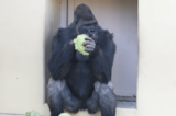 《名古屋市東山動植物園》イケメンゴリラのキヨマサ、父シャバー二登場で“背筋”…