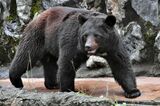 【クマ問題】猟銃許可取り消し裁判、約7年かかりハンター側が勝訴「ほっとした」…