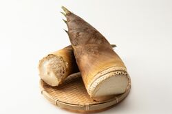 【知って楽しい雑学】春の味覚・タケノコ「1日で1メートル」成長スピードは本当? 選ぶポイントは“皮の色”