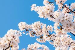 【知って楽しい雑学】日本の新年度が4月スタートの理由は?“米の収穫”と“納税”が関係、明治時代は何度も変更されていた