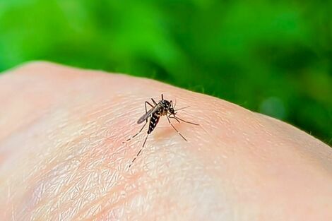 【知って楽しい雑学】蚊に刺される人の共通点は「呼吸が荒い」「体温が高い」?梅雨に広がるヘア対策も