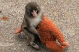 《市川市動植物園》パンチくんが暮らすサル山に「レーザー照射」の衝撃、園が明か…