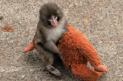 《市川市動植物園》パンチくんが暮らすサル山に「レーザー照射」の衝撃、園が明かした真相と“動物たちの安否”