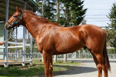 日曜劇場『ザ・ロイヤルファミリー』でロイヤルファミリー役を演じた競走馬、抜擢の理由とレースデビューを…