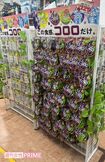 秋葉原店では人気の高い『コロロ』が専用の棚にズラリ。マスカット味はほぼ完売。(4月26日、筆者撮影)