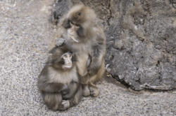 《千葉県市川市動植物園》ニホンザル・パンチくん、ついに“先輩”に!飼育員が綴った謎の“3文字”にファン歓喜「ごはモ←通じます」