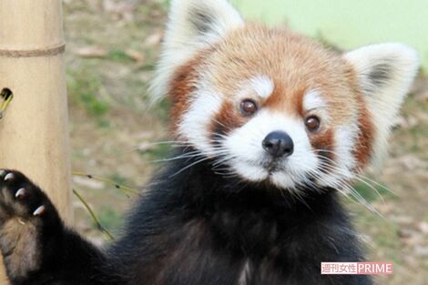パンチくん人気の中、千葉市動物公園の立つレッサーパンダ・風太くんも健在!人間なら100歳、子孫は80頭以上に