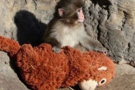 《市川市動植物園》パンチくん効果で入園者爆増「飼育員の姿は撮影禁止」SNS拡散リスクに“異例の対応”